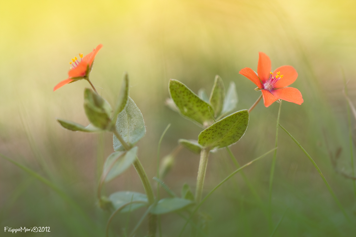 Lysimachia (=Anagallis) arvensis